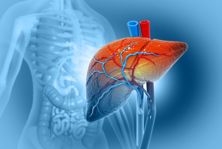 image for   More than 40% of U.S. adults have liver disease, with higher risk among Hispanics, new study finds 